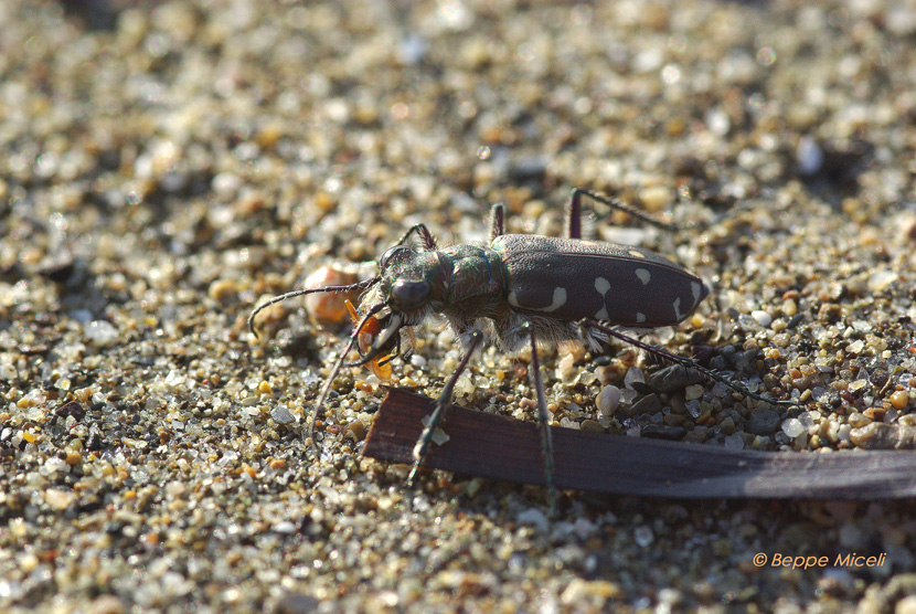 Calomera littoralis nemoralis